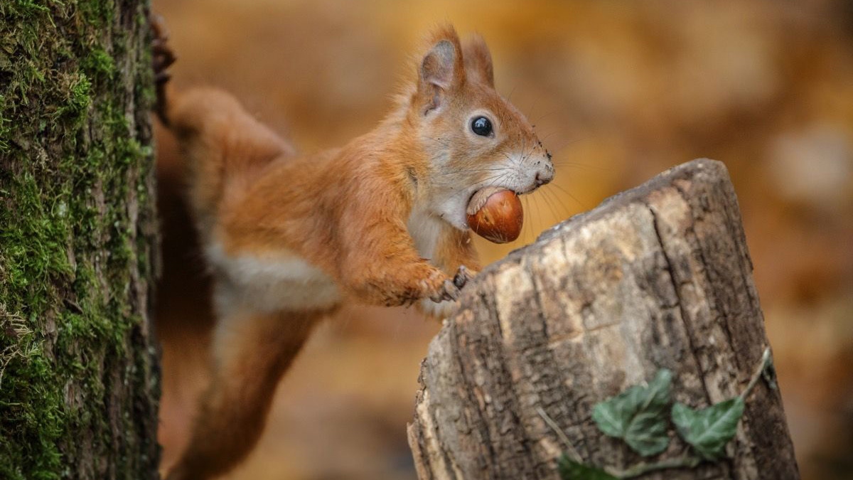 Video: Những chú sóc đỏ “ăn trộm” hạt sồi